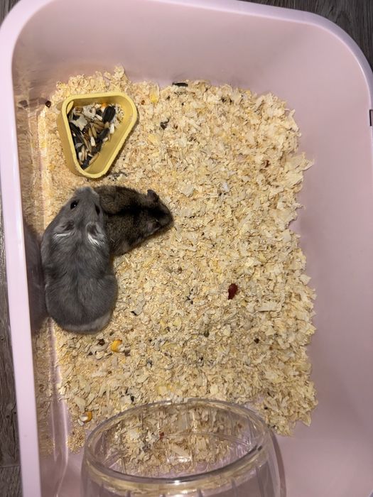 Хомяк мальчик и девушка