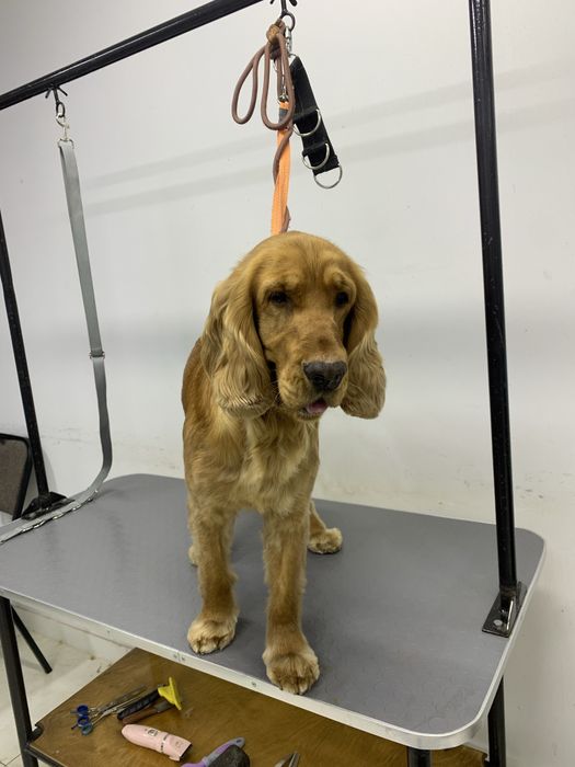 Профессиональный груминг для ваших любимцев!