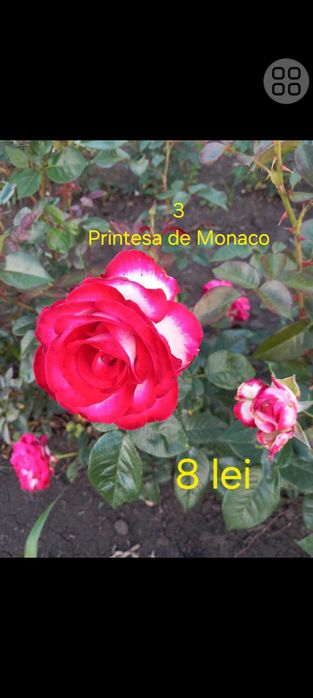 Trandafiri cu rădăcina liberă