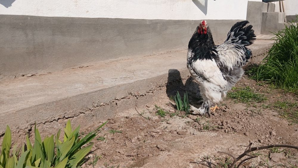 Brama tochkalik xuroz