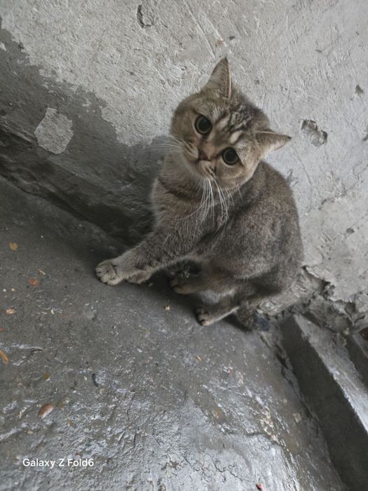 Коты и кошки ищут дом!