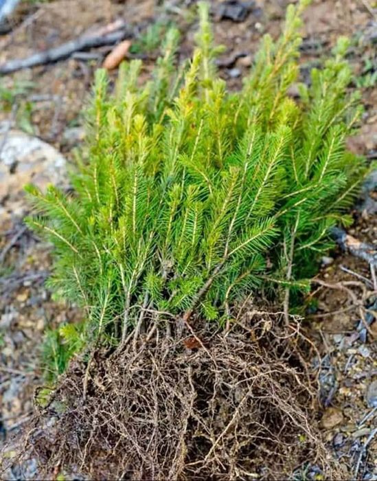 Vand puieți salcâm la 30 bani