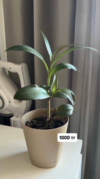 Продам комнатные цветы