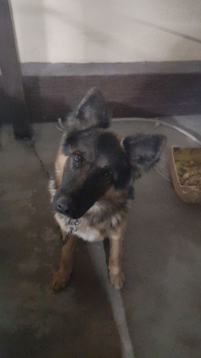 Неметский овчарка обмен есть