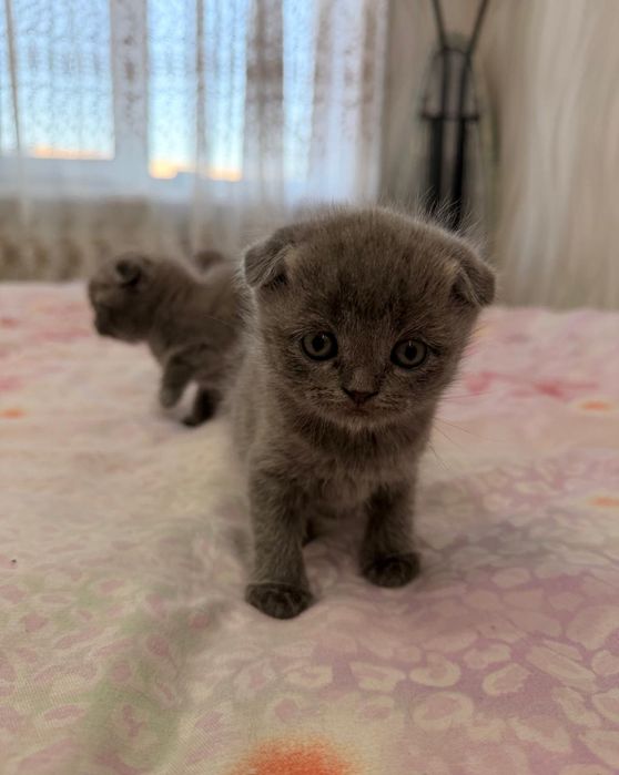 Продаются породистые котята