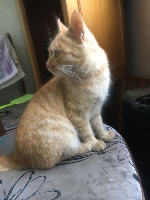 Котенок Мальчик рыжый
