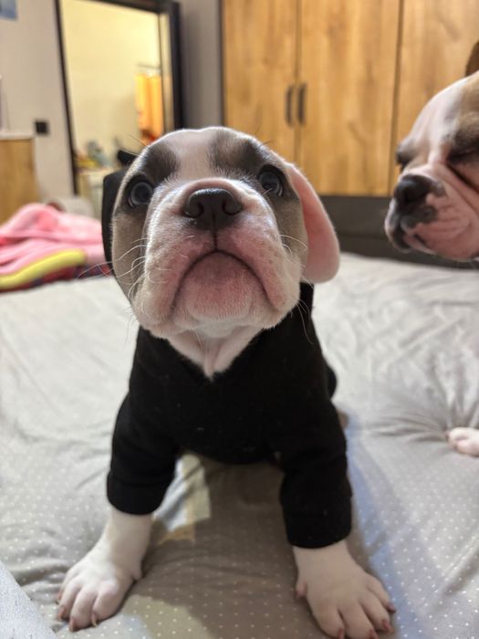 American bully американско були момче