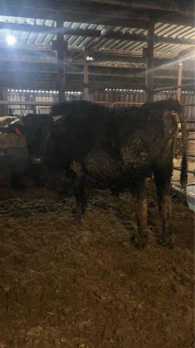 Бычки 10 голов на откорме