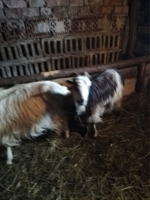 Capre gestante plus un țap tânăr.