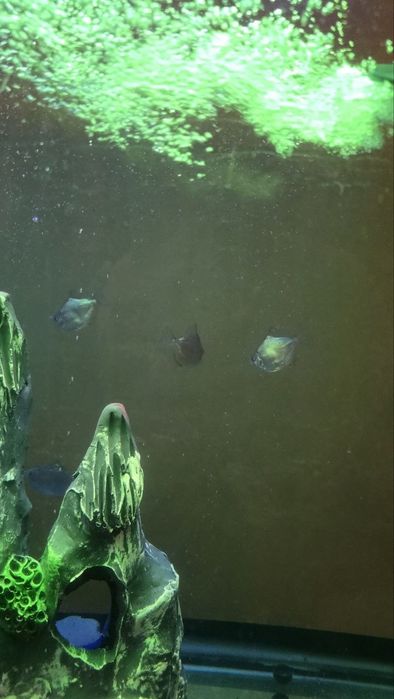 Akvarium katta sotiladi