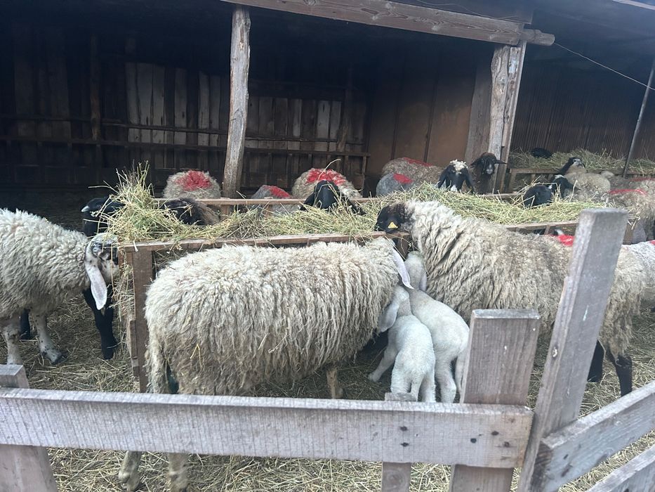 Oi de  vănzare și Mielute