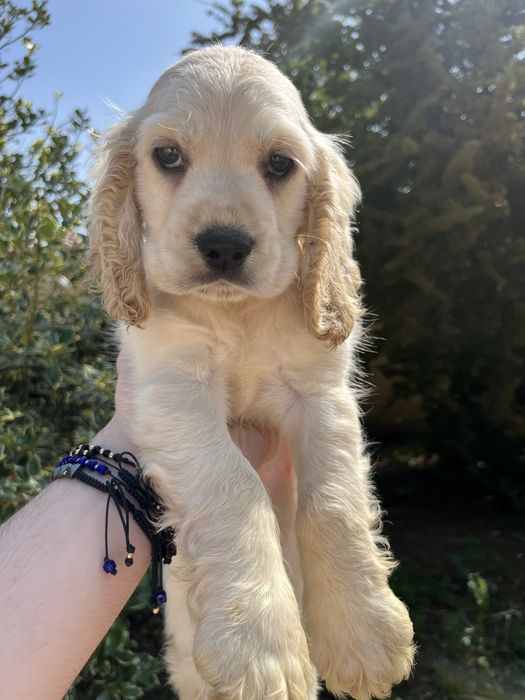 Cocker Spaniel - 2 luni satatos