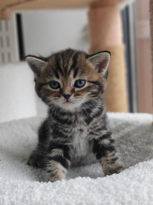 Котята скотиш страйт