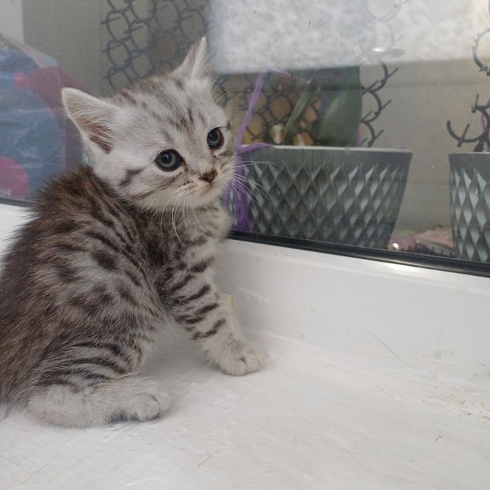 шотландские котята