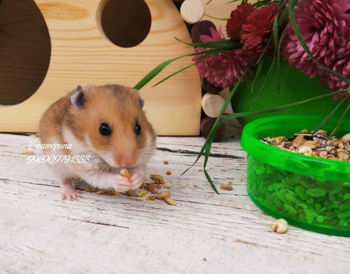 Сирийские хомячки