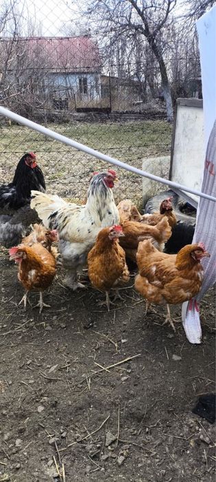 Продам  кур несушек и петуха