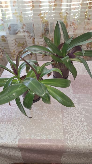 Традесканция рео