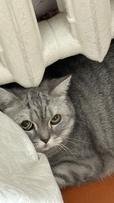 Британская кошка