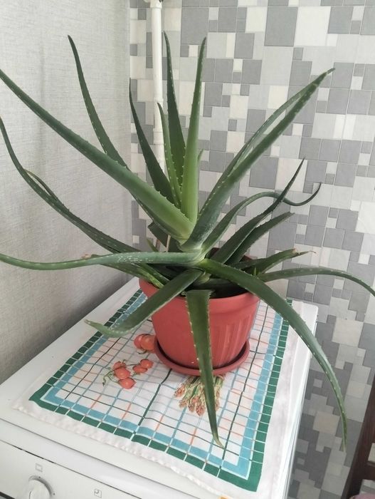 Продам 5 летний алоэ