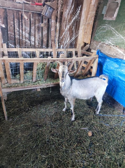 Vând schimb doi țapi din mama saanen și tată anglonubian