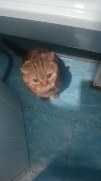 Отдам в хорошие руки кота