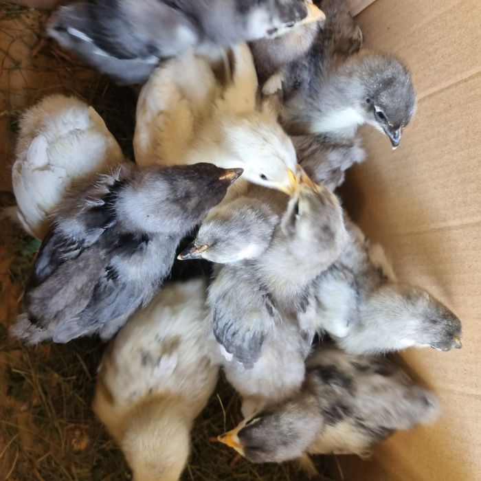Pui de găină australorp
