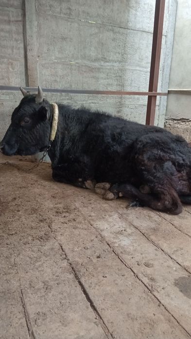 Телята на откорм