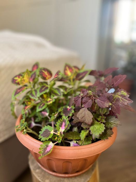 Цветы комнатные в горшках