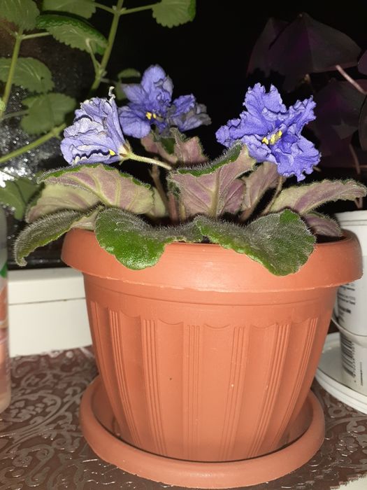 Фиалка Морской волк