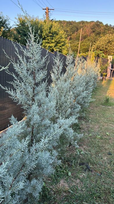 Plante ornamentale / ierburi decorative / gard viu veșnic verde: Cupressus  Arizonica, Leylandii, Prunus, photinia/Conifere