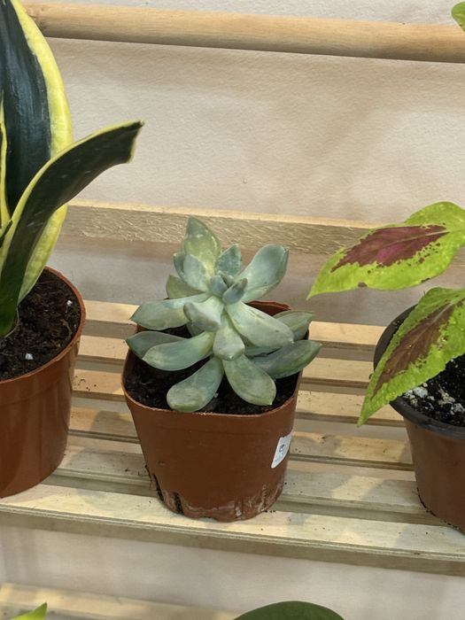 Набор из 6 цветов