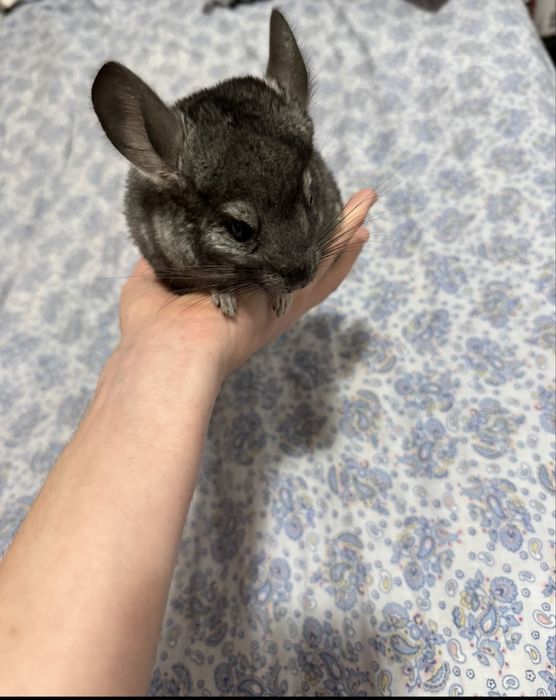 Vand pui chinchilla lanigera,Pretul este de 300lei unul 500 ambii.