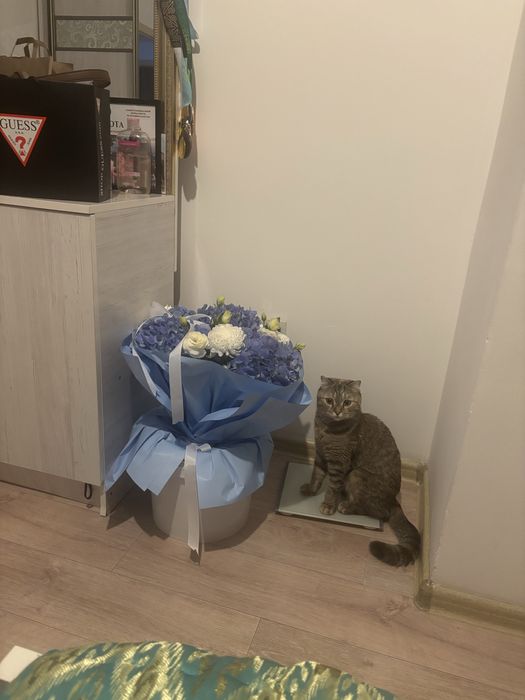 Отдадим в хорошие руки Кошку