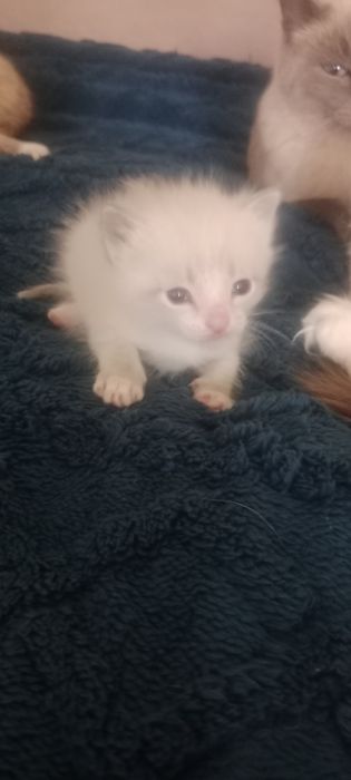 Отдам котят,два мальчика