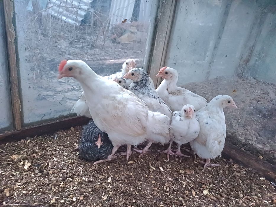 Пушкинские курочки