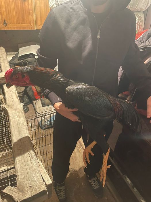 Продам 2 йх даканов