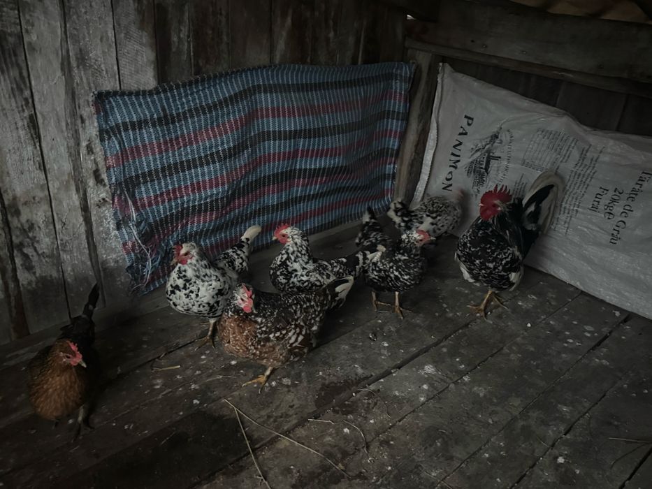 Vand oua de incubat de la gaini americane si mii de flori