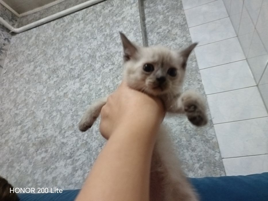 Котята очень хорошие