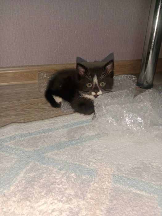 Черный котенок в добрые руки