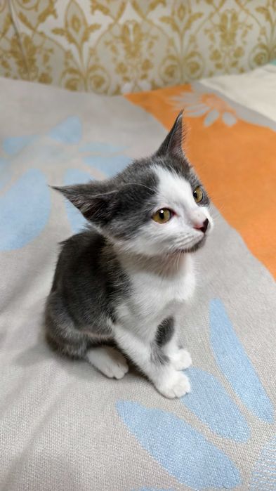 Добрые и ласковые котята