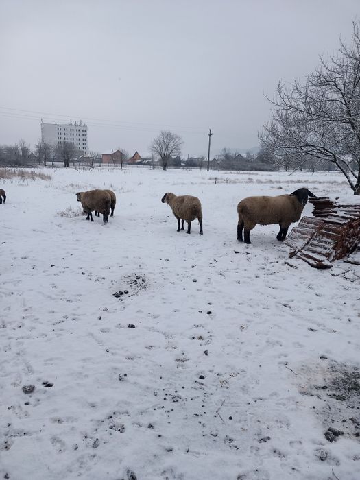 Vând 5 oi suffolk  ai 1 berbec
