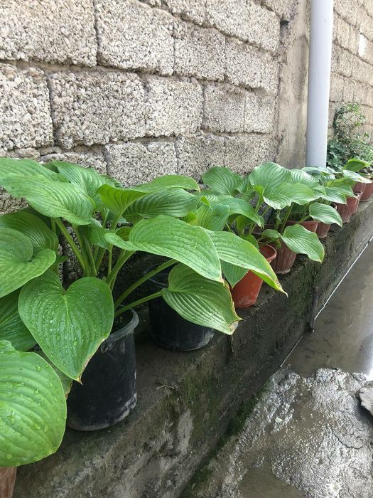 Хоста многолетнее растение