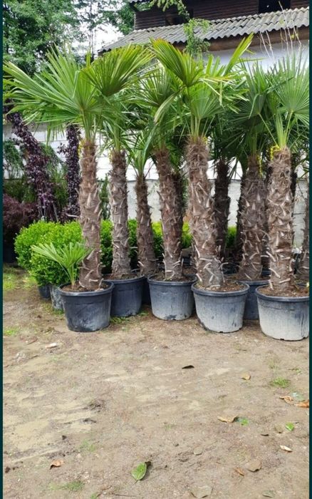 Vând palmieri trachycarpus fortunei rezistenți la îngheț