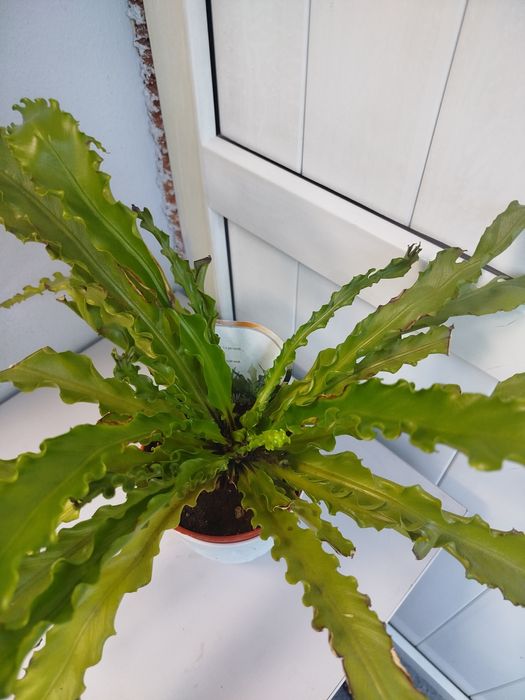 Продам Асплениум