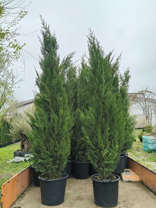 Leylandii, Arizonica,Goldcrest gard viu plante inradacinate in ghiveci