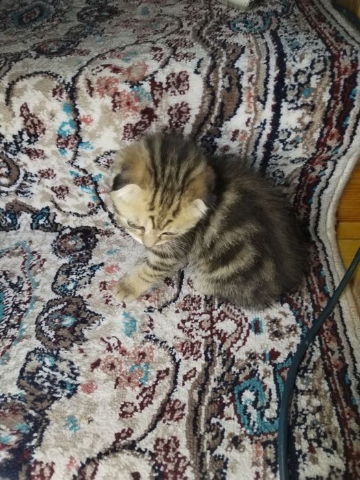 Bengal mushukchalar sotiladi