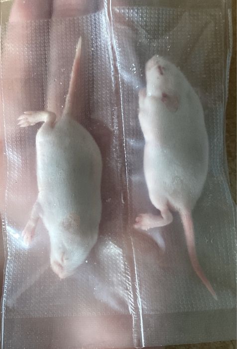 Голышы кормовые мыши