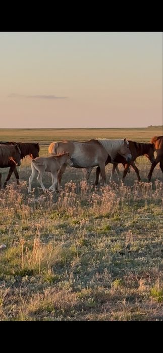 Кулынды бие сатылады