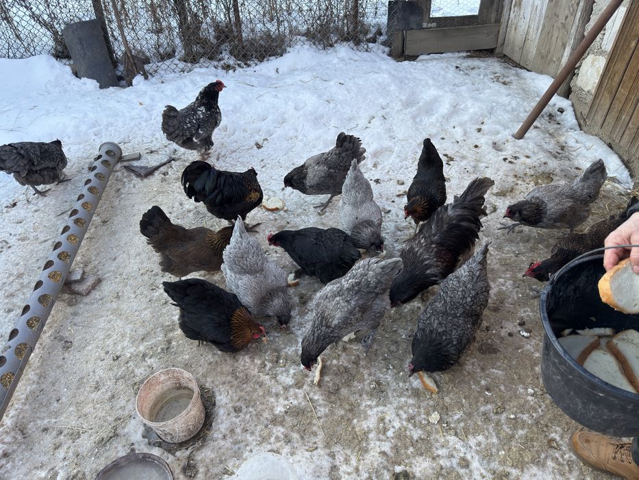 Vand oua incubat: Ameraucana si Olive