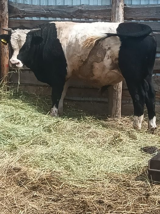 Продам Полтарашка
